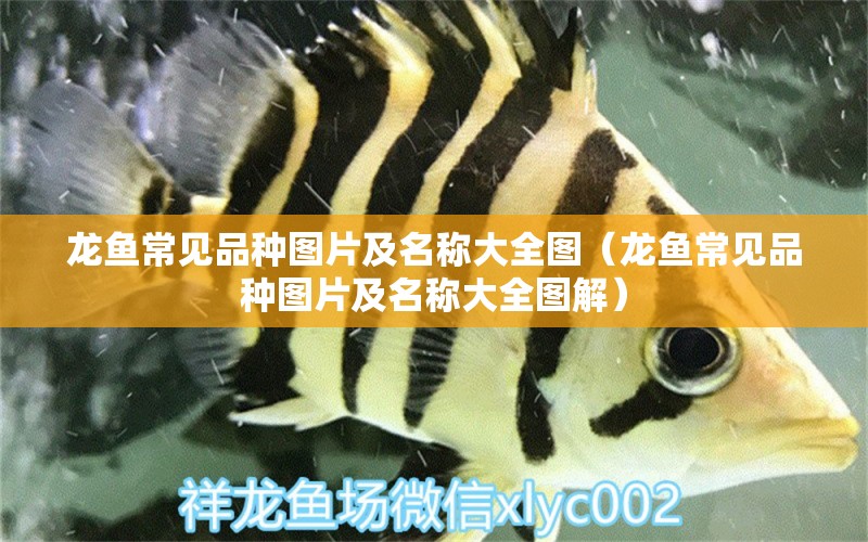 龍魚常見品種圖片及名稱大全圖（龍魚常見品種圖片及名稱大全圖解） 龍魚疾病與治療