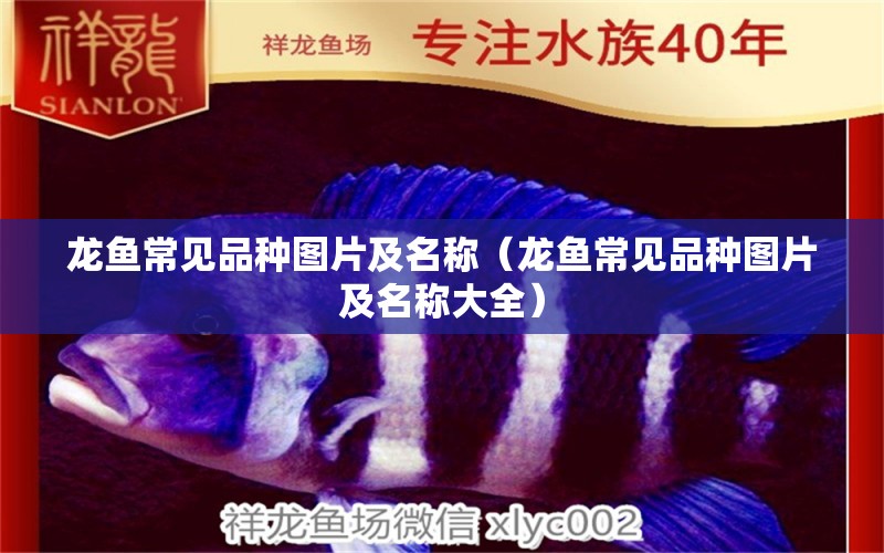 龍魚常見品種圖片及名稱（龍魚常見品種圖片及名稱大全） 龍魚疾病與治療