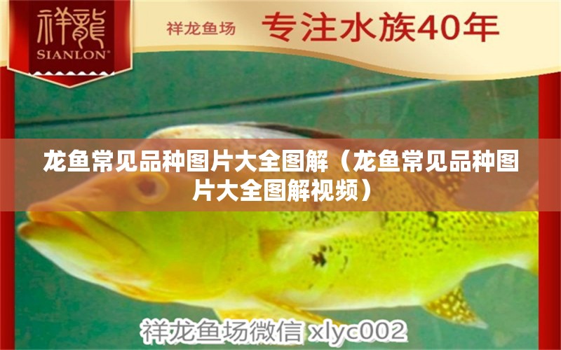 龍魚常見品種圖片大全圖解（龍魚常見品種圖片大全圖解視頻）