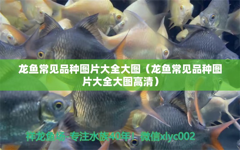 龍魚常見品種圖片大全大圖（龍魚常見品種圖片大全大圖高清）