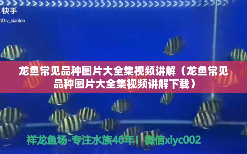 龍魚常見品種圖片大全集視頻講解（龍魚常見品種圖片大全集視頻講解下載）