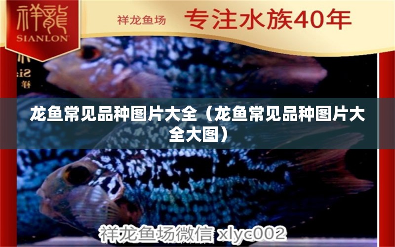 龍魚常見品種圖片大全（龍魚常見品種圖片大全大圖） 龍魚疾病與治療