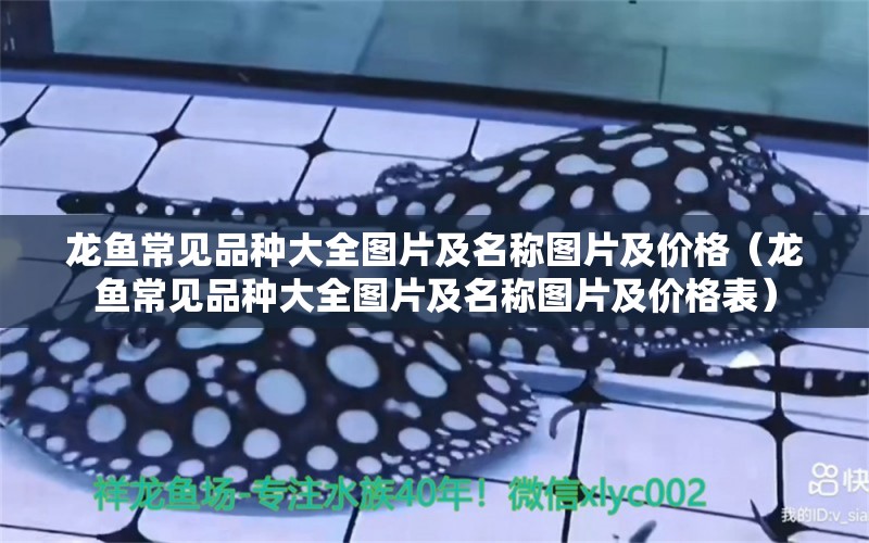 龍魚常見品種大全圖片及名稱圖片及價格（龍魚常見品種大全圖片及名稱圖片及價格表）