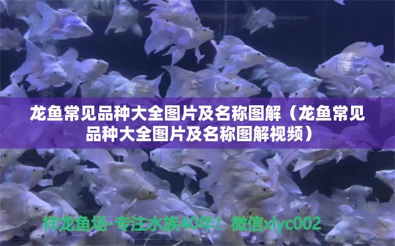 龍魚常見品種大全圖片及名稱圖解（龍魚常見品種大全圖片及名稱圖解視頻） 龍魚疾病與治療