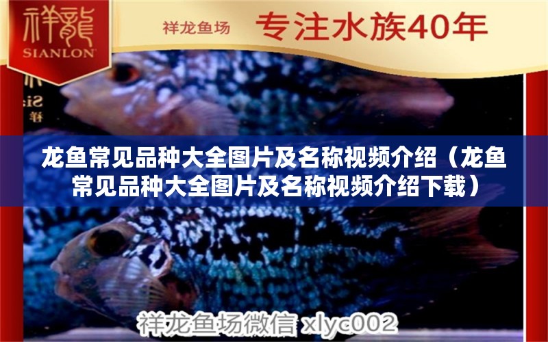 龍魚常見品種大全圖片及名稱視頻介紹（龍魚常見品種大全圖片及名稱視頻介紹下載） 龍魚疾病與治療