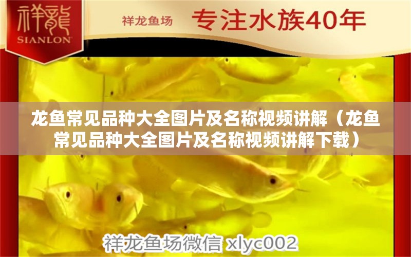 龍魚常見品種大全圖片及名稱視頻講解（龍魚常見品種大全圖片及名稱視頻講解下載）