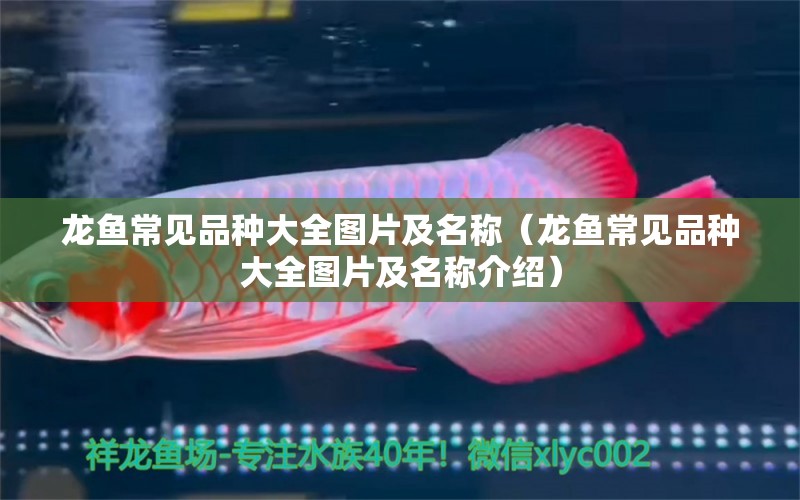 龍魚常見品種大全圖片及名稱（龍魚常見品種大全圖片及名稱介紹） 龍魚疾病與治療