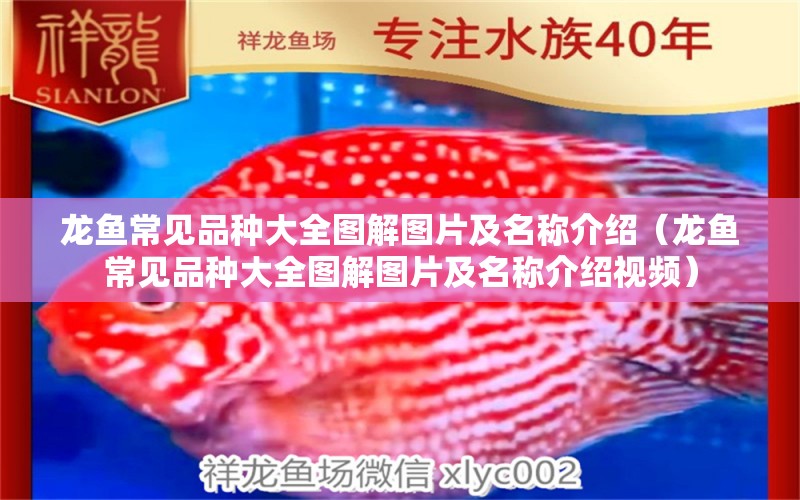 龍魚常見品種大全圖解圖片及名稱介紹（龍魚常見品種大全圖解圖片及名稱介紹視頻） 龍魚疾病與治療