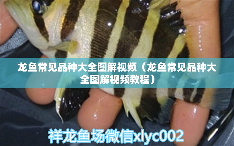 龍魚常見品種大全圖解視頻（龍魚常見品種大全圖解視頻教程） 龍魚疾病與治療 第1張