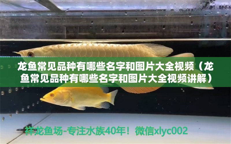 龍魚常見品種有哪些名字和圖片大全視頻（龍魚常見品種有哪些名字和圖片大全視頻講解）