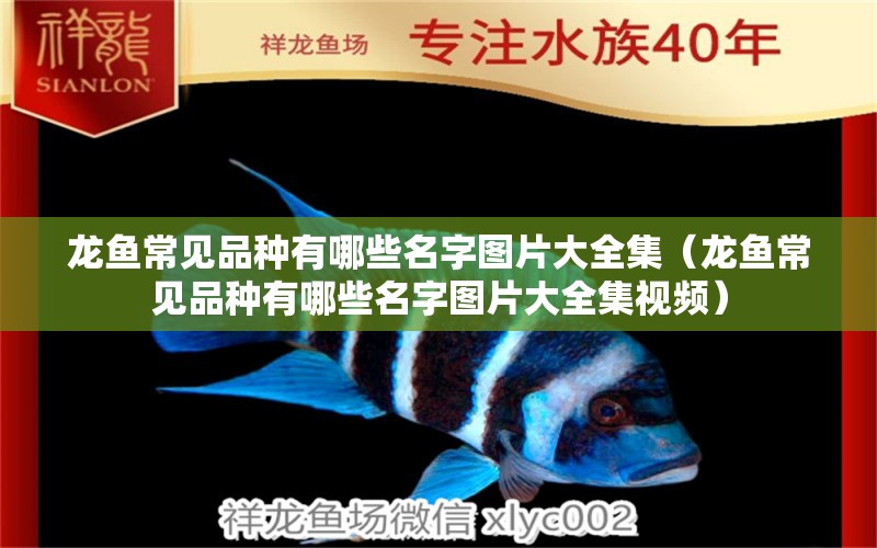 龍魚常見品種有哪些名字圖片大全集（龍魚常見品種有哪些名字圖片大全集視頻）