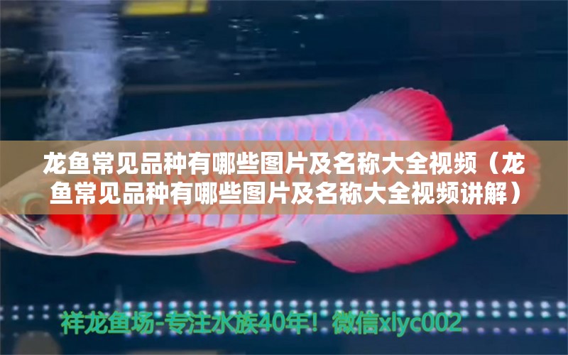 龍魚常見品種有哪些圖片及名稱大全視頻（龍魚常見品種有哪些圖片及名稱大全視頻講解）