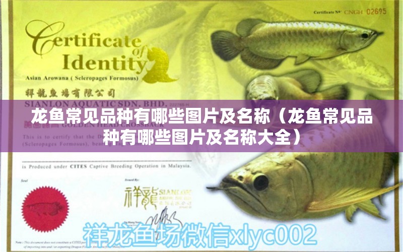 龍魚常見品種有哪些圖片及名稱（龍魚常見品種有哪些圖片及名稱大全） 龍魚疾病與治療