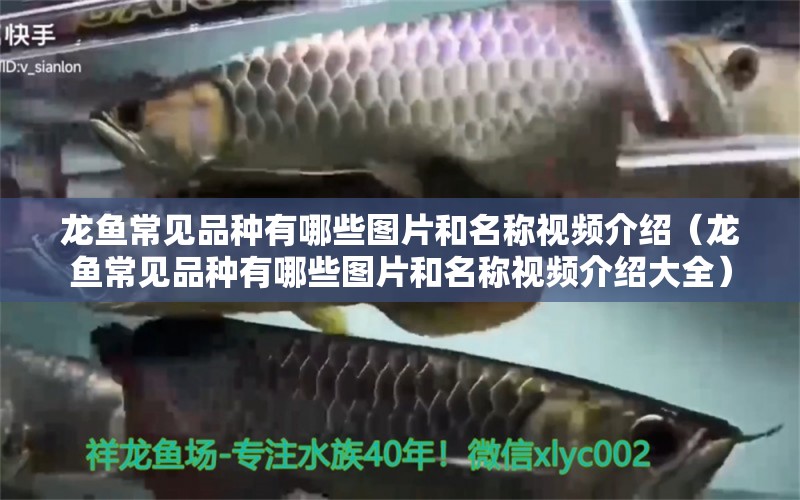 龍魚常見品種有哪些圖片和名稱視頻介紹（龍魚常見品種有哪些圖片和名稱視頻介紹大全） 龍魚疾病與治療