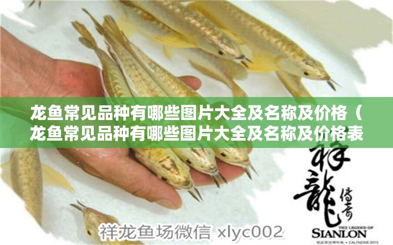 龍魚(yú)常見(jiàn)品種有哪些圖片大全及名稱(chēng)及價(jià)格（龍魚(yú)常見(jiàn)品種有哪些圖片大全及名稱(chēng)及價(jià)格表） 龍魚(yú)疾病與治療