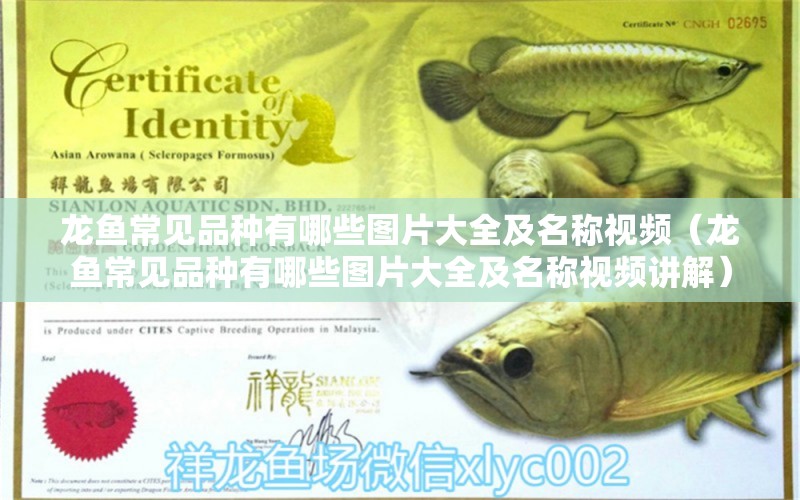 龍魚常見品種有哪些圖片大全及名稱視頻（龍魚常見品種有哪些圖片大全及名稱視頻講解）