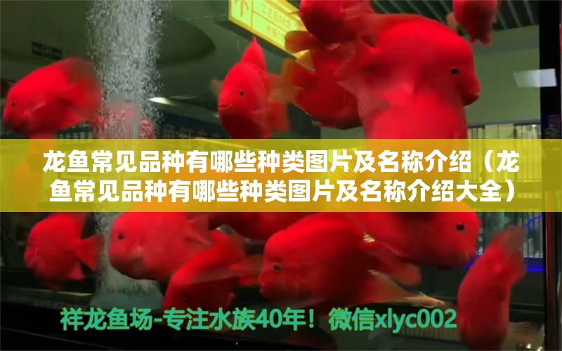 龍魚常見品種有哪些種類圖片及名稱介紹（龍魚常見品種有哪些種類圖片及名稱介紹大全）