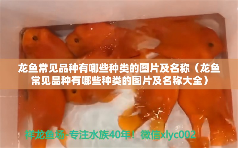 龍魚常見品種有哪些種類的圖片及名稱（龍魚常見品種有哪些種類的圖片及名稱大全） 龍魚疾病與治療