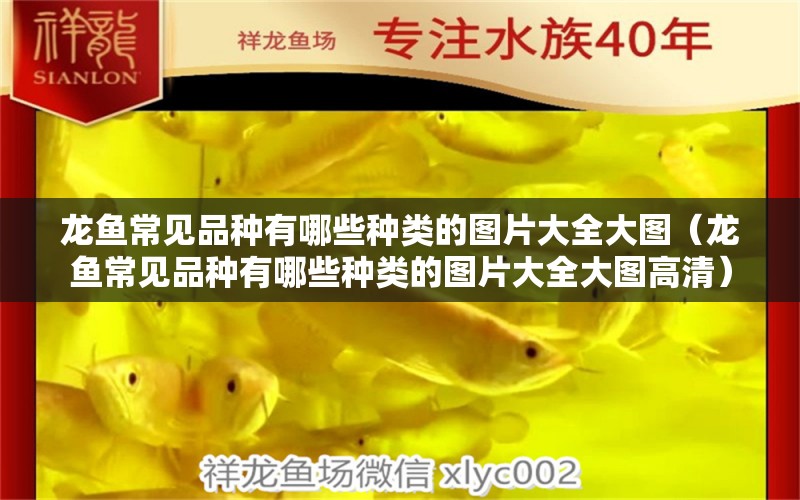 龍魚常見品種有哪些種類的圖片大全大圖（龍魚常見品種有哪些種類的圖片大全大圖高清） 龍魚疾病與治療