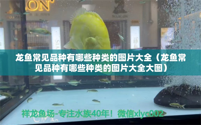 龍魚常見品種有哪些種類的圖片大全（龍魚常見品種有哪些種類的圖片大全大圖）