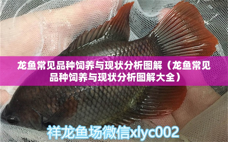 龍魚(yú)常見(jiàn)品種飼養(yǎng)與現(xiàn)狀分析圖解（龍魚(yú)常見(jiàn)品種飼養(yǎng)與現(xiàn)狀分析圖解大全） 龍魚(yú)疾病與治療