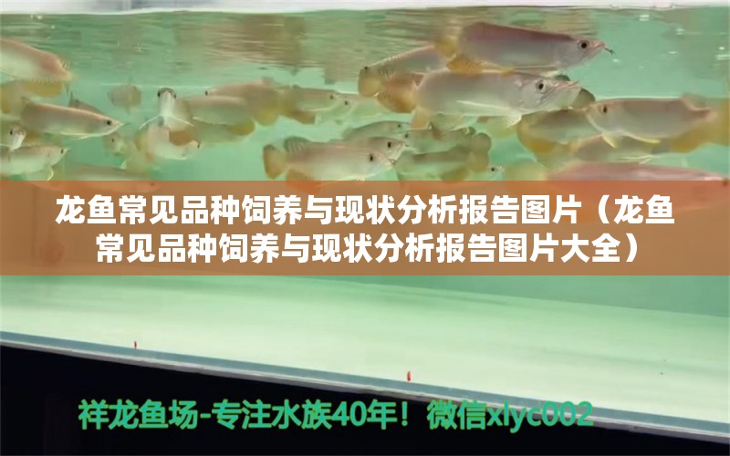 龍魚常見品種飼養(yǎng)與現(xiàn)狀分析報告圖片（龍魚常見品種飼養(yǎng)與現(xiàn)狀分析報告圖片大全） 龍魚疾病與治療