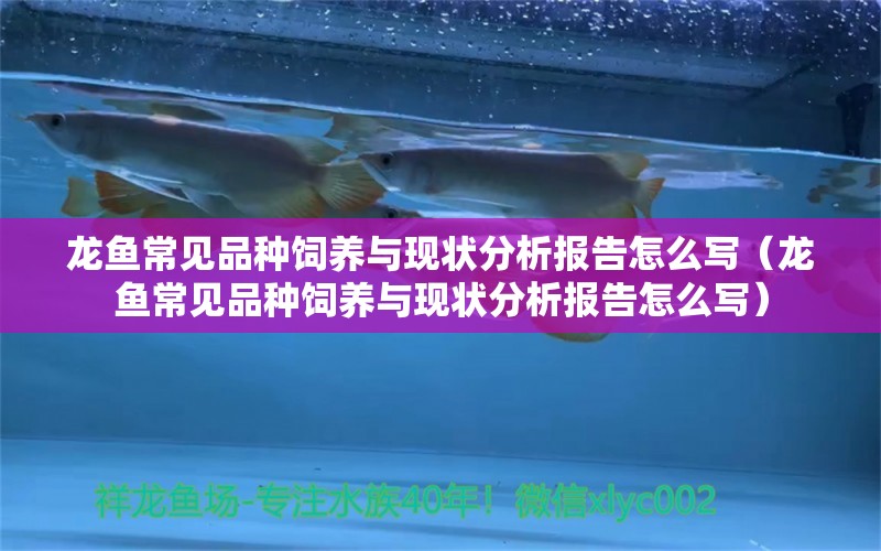 龍魚常見品種飼養(yǎng)與現(xiàn)狀分析報(bào)告怎么寫（龍魚常見品種飼養(yǎng)與現(xiàn)狀分析報(bào)告怎么寫） 龍魚疾病與治療