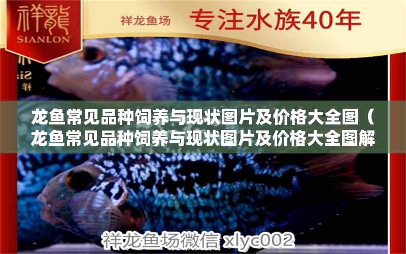 龍魚常見品種飼養(yǎng)與現(xiàn)狀圖片及價格大全圖（龍魚常見品種飼養(yǎng)與現(xiàn)狀圖片及價格大全圖解）