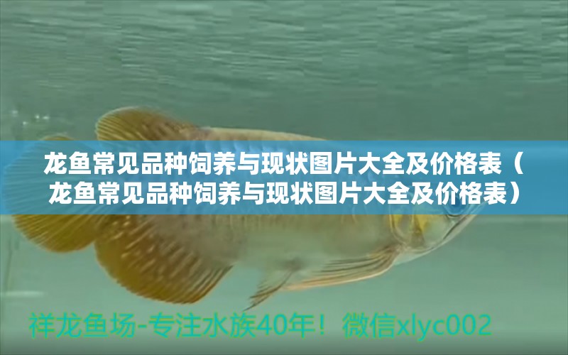 龍魚常見(jiàn)品種飼養(yǎng)與現(xiàn)狀圖片大全及價(jià)格表（龍魚常見(jiàn)品種飼養(yǎng)與現(xiàn)狀圖片大全及價(jià)格表） 龍魚疾病與治療