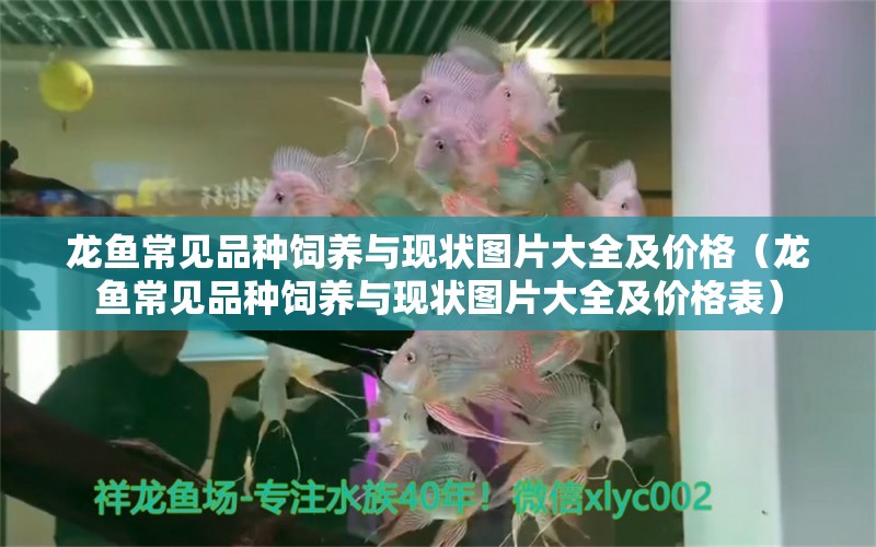 龍魚常見品種飼養(yǎng)與現(xiàn)狀圖片大全及價格（龍魚常見品種飼養(yǎng)與現(xiàn)狀圖片大全及價格表）