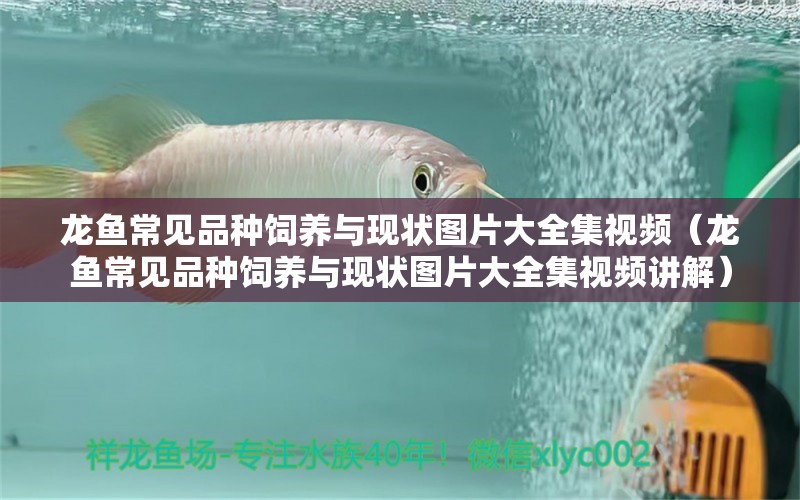 龍魚(yú)常見(jiàn)品種飼養(yǎng)與現(xiàn)狀圖片大全集視頻（龍魚(yú)常見(jiàn)品種飼養(yǎng)與現(xiàn)狀圖片大全集視頻講解） 龍魚(yú)疾病與治療