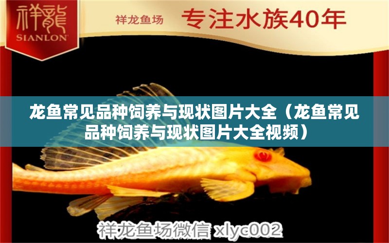 龍魚常見品種飼養(yǎng)與現(xiàn)狀圖片大全（龍魚常見品種飼養(yǎng)與現(xiàn)狀圖片大全視頻） 龍魚疾病與治療