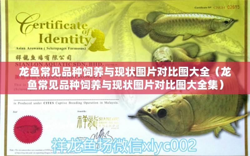 龍魚常見品種飼養(yǎng)與現(xiàn)狀圖片對比圖大全（龍魚常見品種飼養(yǎng)與現(xiàn)狀圖片對比圖大全集） 龍魚疾病與治療