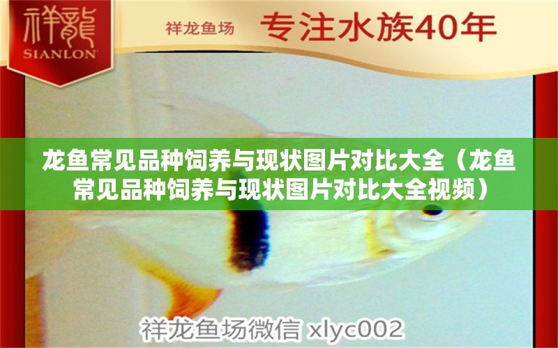 龍魚常見品種飼養(yǎng)與現(xiàn)狀圖片對比大全（龍魚常見品種飼養(yǎng)與現(xiàn)狀圖片對比大全視頻）