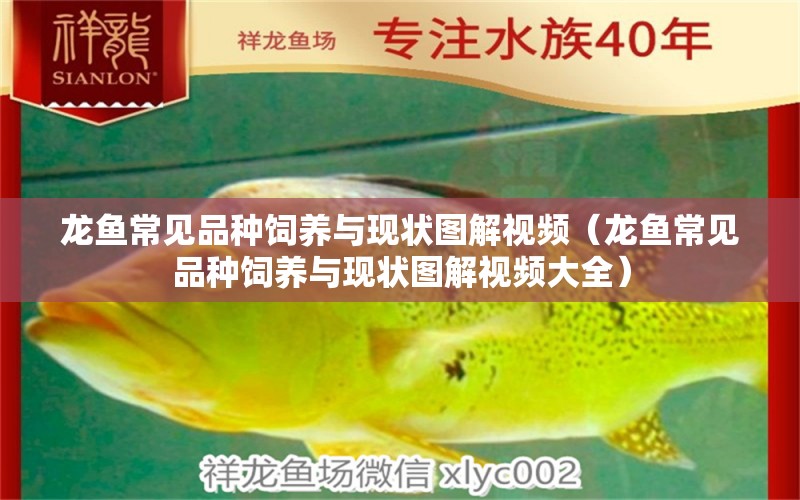 龍魚常見品種飼養(yǎng)與現狀圖解視頻（龍魚常見品種飼養(yǎng)與現狀圖解視頻大全） 龍魚疾病與治療