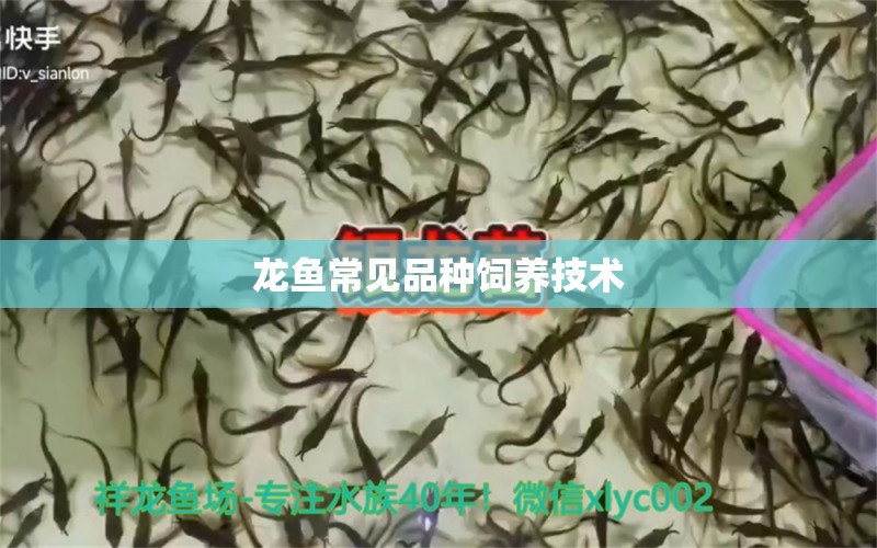 龍魚(yú)常見(jiàn)品種飼養(yǎng)技術(shù) 龍魚(yú)百科 第2張