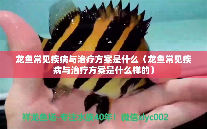 龍魚常見疾病與治療方案是什么（龍魚常見疾病與治療方案是什么樣的）