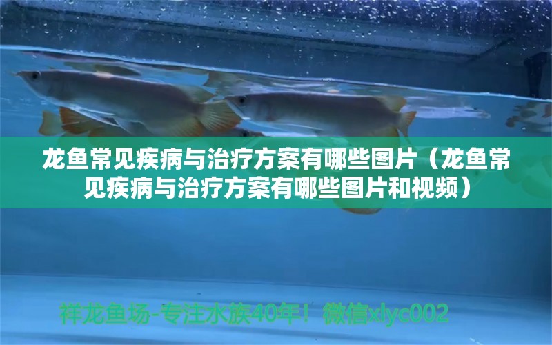 龍魚常見疾病與治療方案有哪些圖片（龍魚常見疾病與治療方案有哪些圖片和視頻）