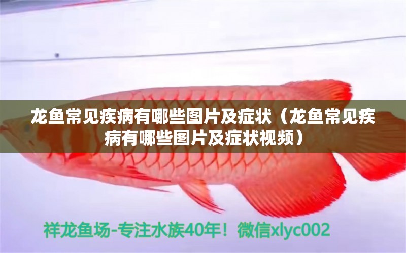 龍魚常見疾病有哪些圖片及癥狀（龍魚常見疾病有哪些圖片及癥狀視頻）