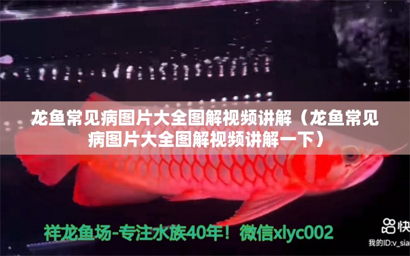 龍魚常見病圖片大全圖解視頻講解（龍魚常見病圖片大全圖解視頻講解一下）