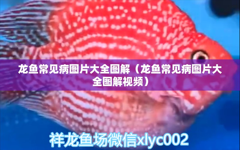 龍魚常見病圖片大全圖解（龍魚常見病圖片大全圖解視頻）