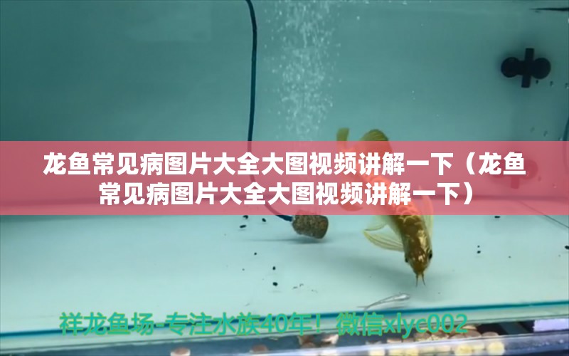 龍魚常見病圖片大全大圖視頻講解一下（龍魚常見病圖片大全大圖視頻講解一下）