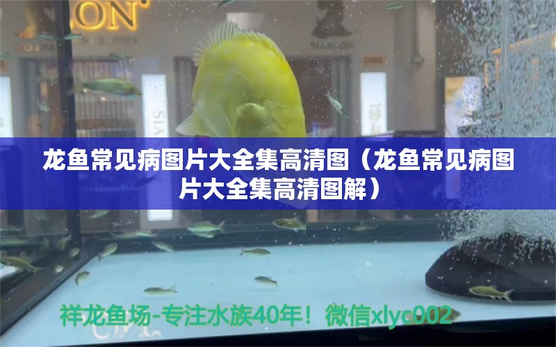 龍魚常見病圖片大全集高清圖（龍魚常見病圖片大全集高清圖解）