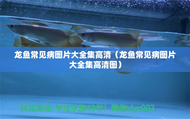 龍魚(yú)常見(jiàn)病圖片大全集高清（龍魚(yú)常見(jiàn)病圖片大全集高清圖） 龍魚(yú)疾病與治療