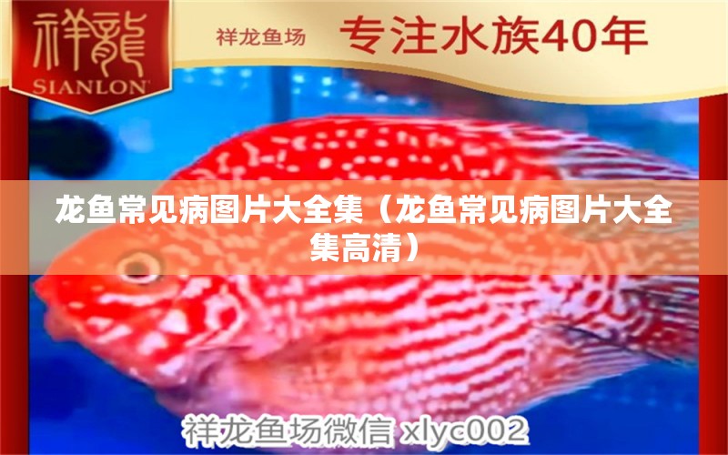 龍魚常見病圖片大全集（龍魚常見病圖片大全集高清）