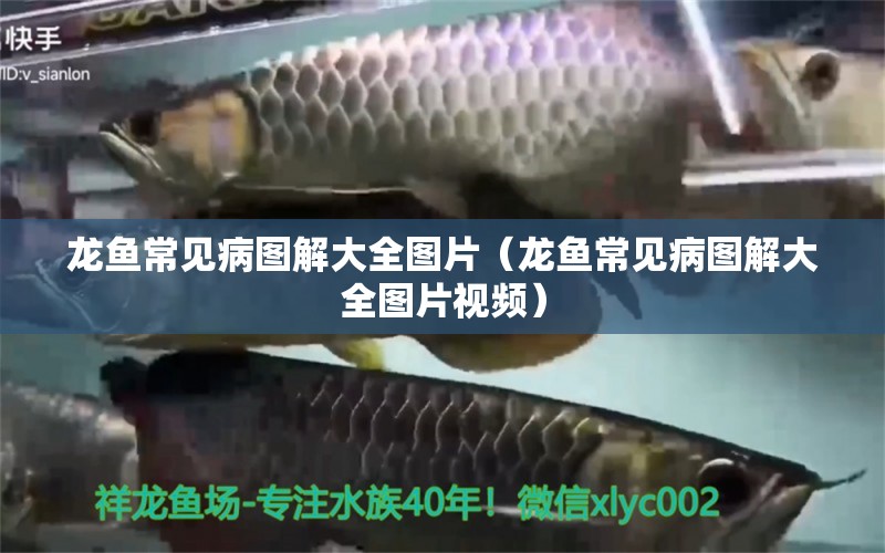 龍魚常見病圖解大全圖片（龍魚常見病圖解大全圖片視頻） 龍魚疾病與治療