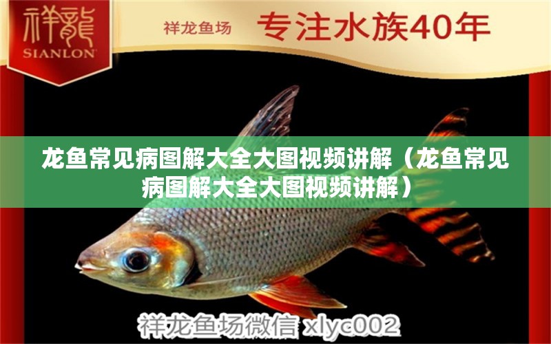 龍魚常見病圖解大全大圖視頻講解（龍魚常見病圖解大全大圖視頻講解）