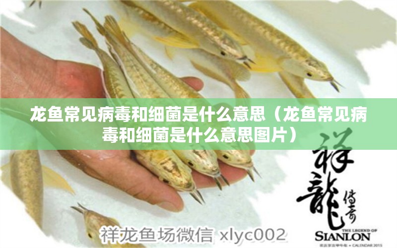 龍魚常見病毒和細菌是什么意思（龍魚常見病毒和細菌是什么意思圖片）