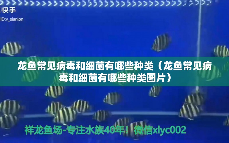 龍魚(yú)常見(jiàn)病毒和細(xì)菌有哪些種類（龍魚(yú)常見(jiàn)病毒和細(xì)菌有哪些種類圖片）