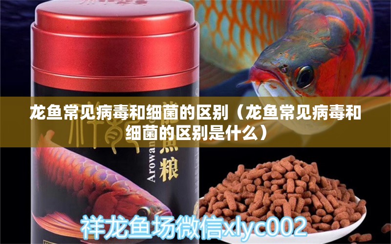 龍魚(yú)常見(jiàn)病毒和細(xì)菌的區(qū)別（龍魚(yú)常見(jiàn)病毒和細(xì)菌的區(qū)別是什么）